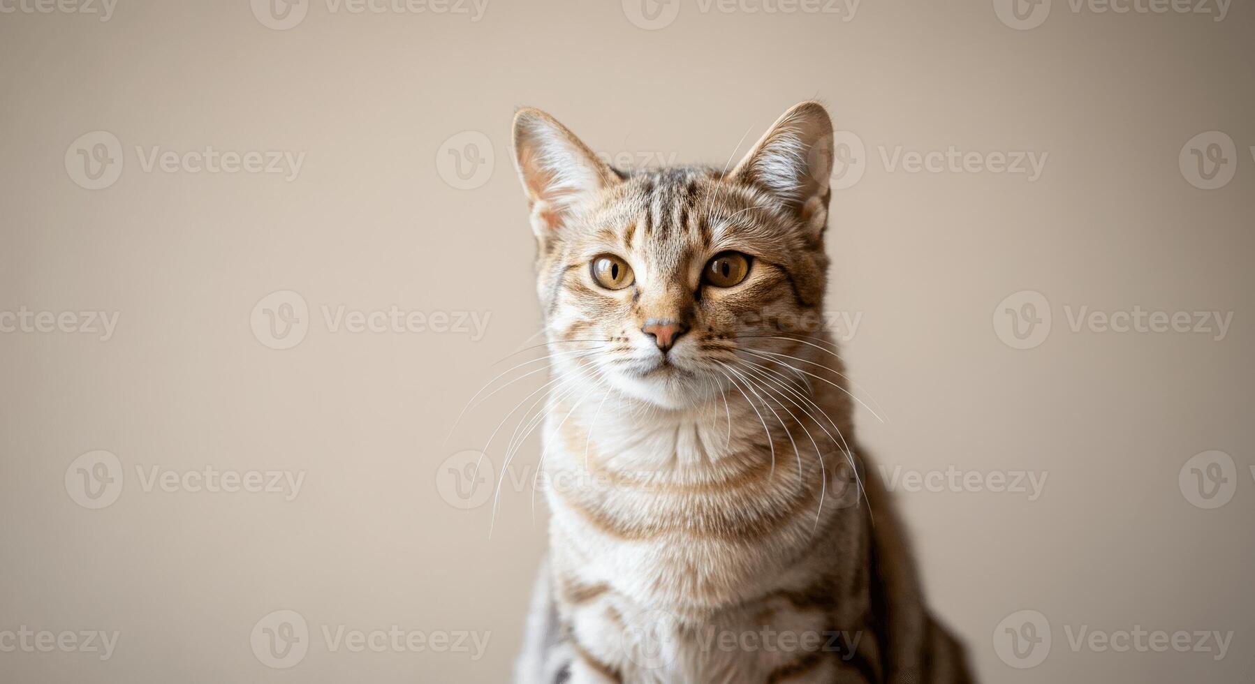Tabby cat with striking patterns posing against a neutral background for pet enthusiasts photo
