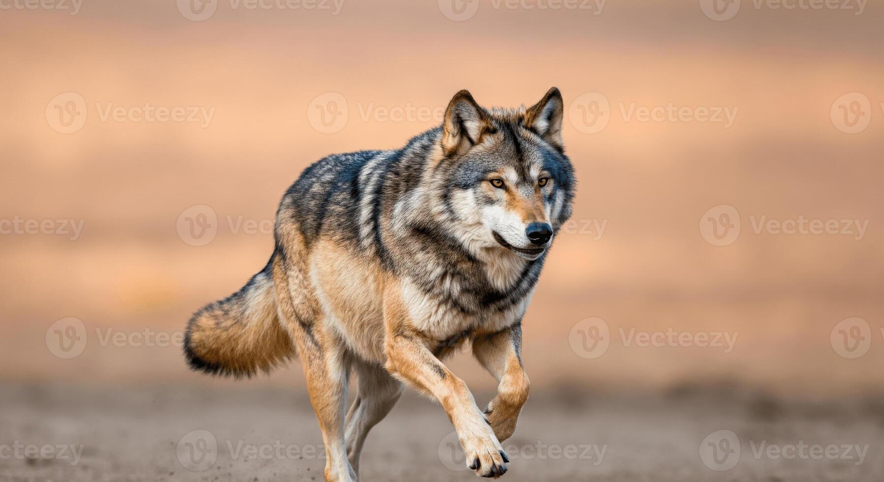 Majestic wolf running in natural habitat during golden hour photo