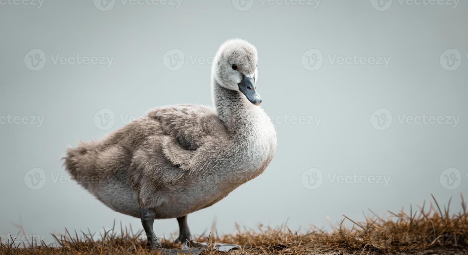 Serene baby swan on lakeshore in soft light nature scene photo
