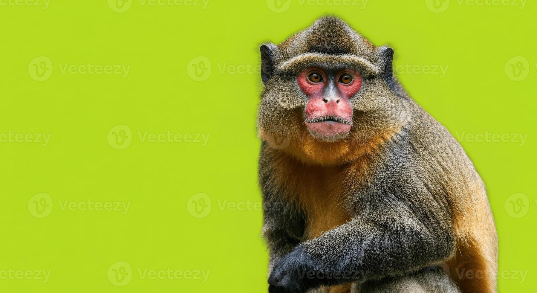 Mandrill portrait on vibrant green background for wildlife and nature design photo