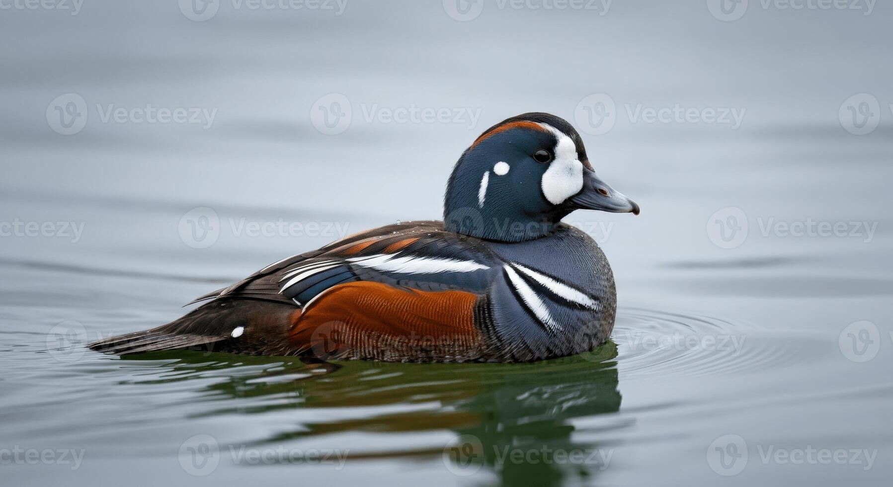 Harlequin duck swimming gracefully in calm waters of a tranquil lake photo