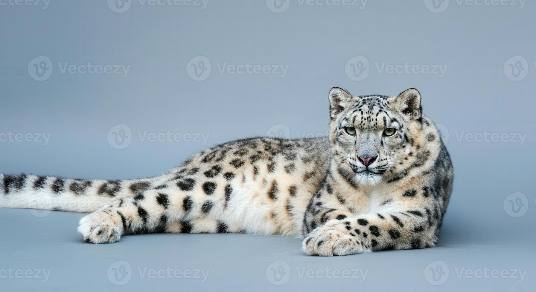 Majestic snow leopard in pristine studio setting for wildlife conservation theme photo