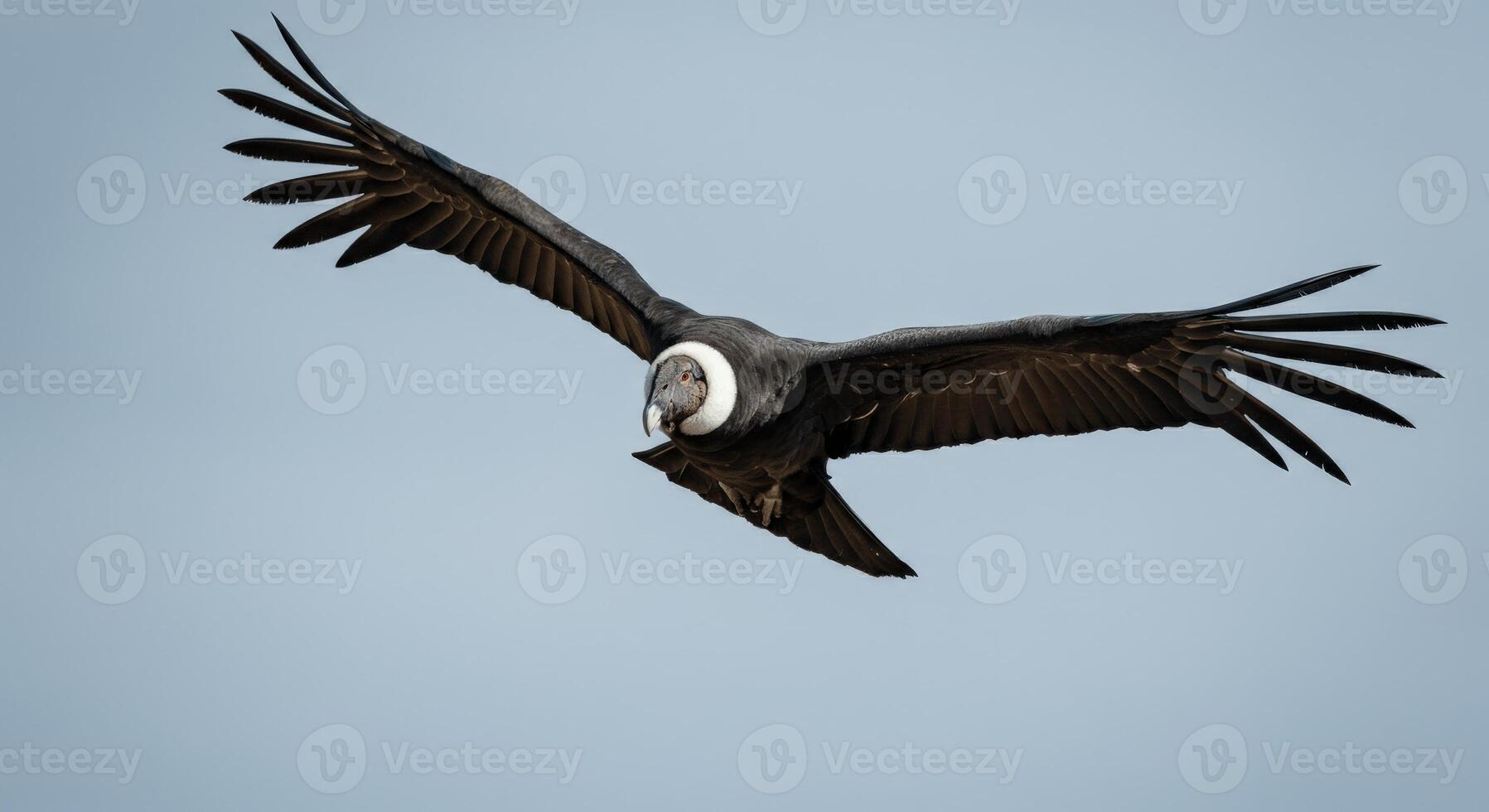 Majestic andean condor soaring in clear skies displaying impressive wingspan photo