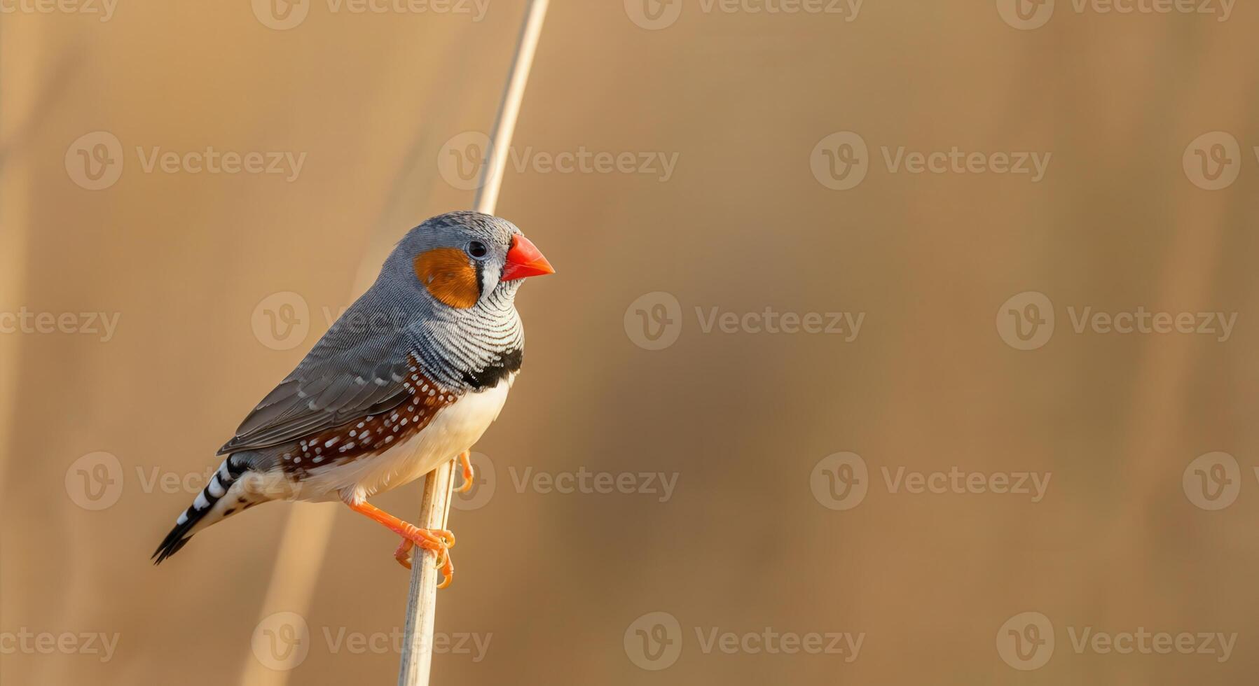 Colorful zebra finch perched on branch in natural habitat photo