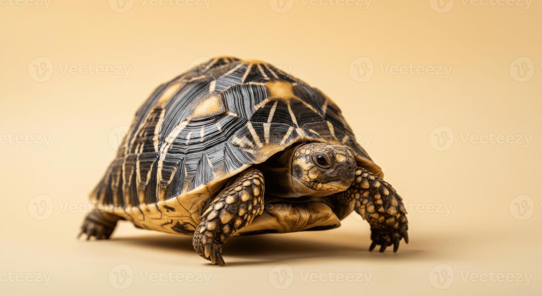 Close-up of a tortoise with detailed shell patterns on a neutral background photo
