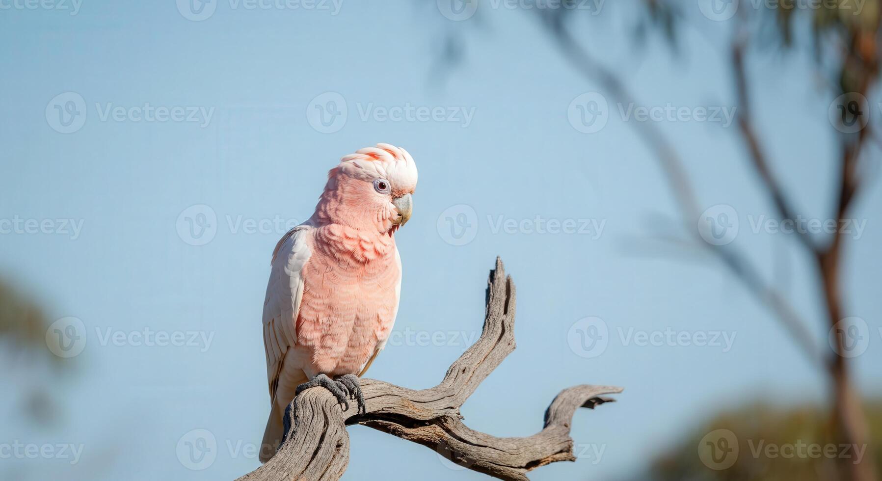 Elegant pink cockatoo perched on weathered branch in serene natural setting photo