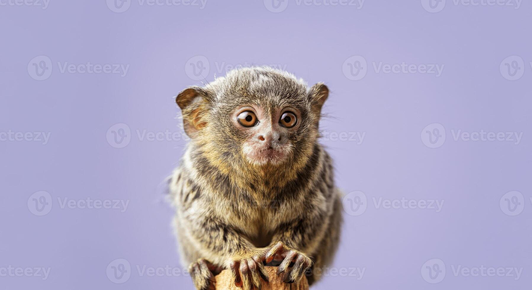 Curious pygmy marmoset in focus with lavender background for wildlife print design photo