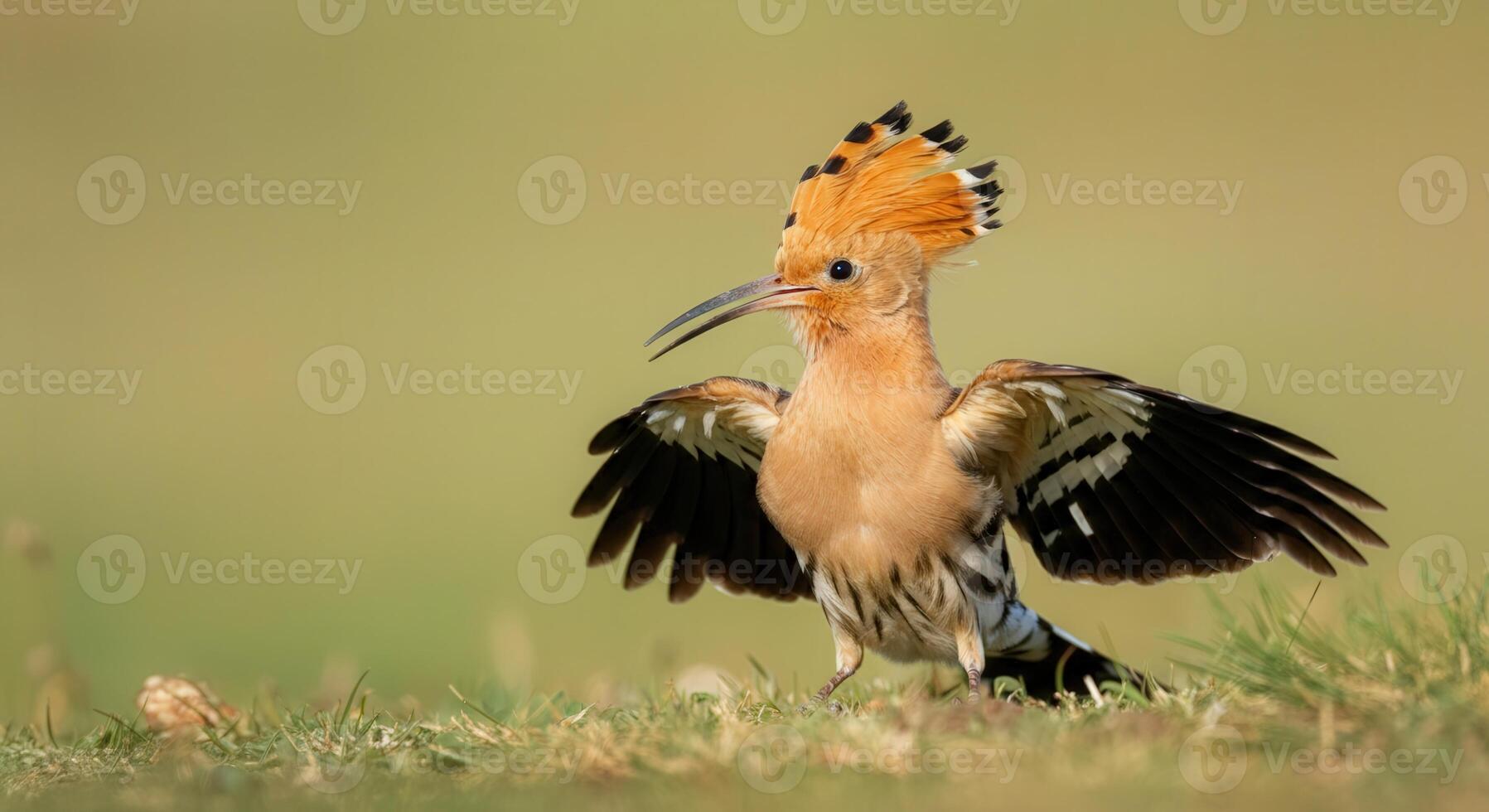 Vibrant hoopoe bird spreading wings in natural grassland habitat photo