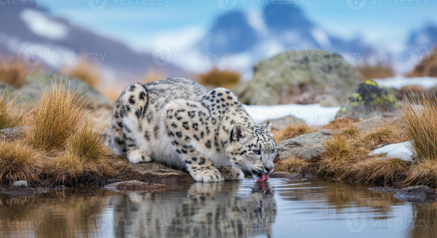 Snow leopard drinking from mountain stream in alpine habitat photo