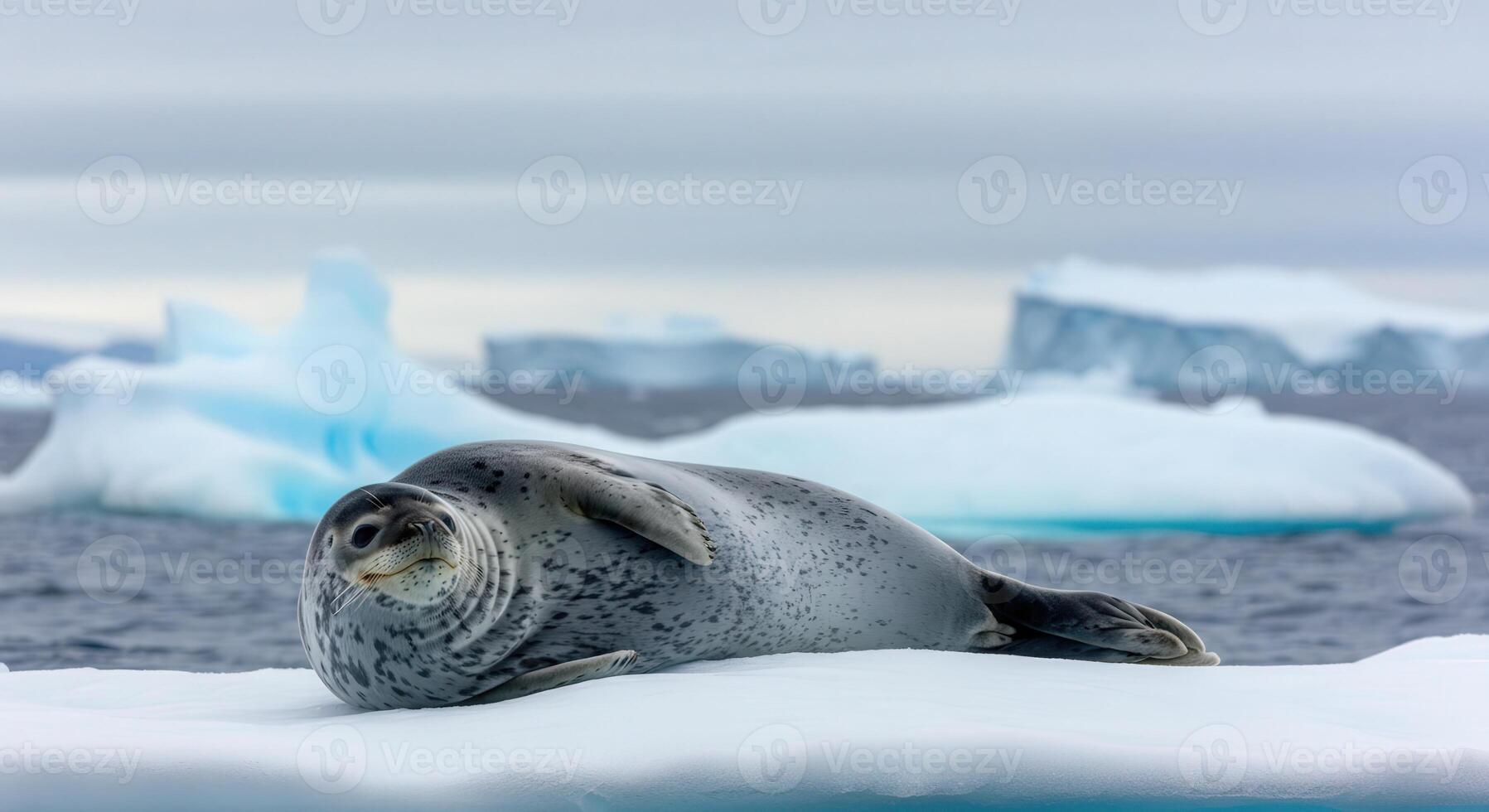 Antarctic seal relaxing on iceberg in pristine arctic landscape photo