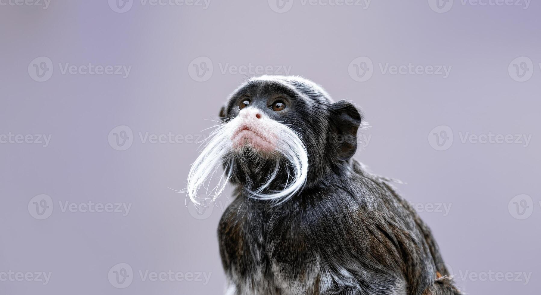 Emperor tamarin monkey with distinctive moustache against a soft background photo