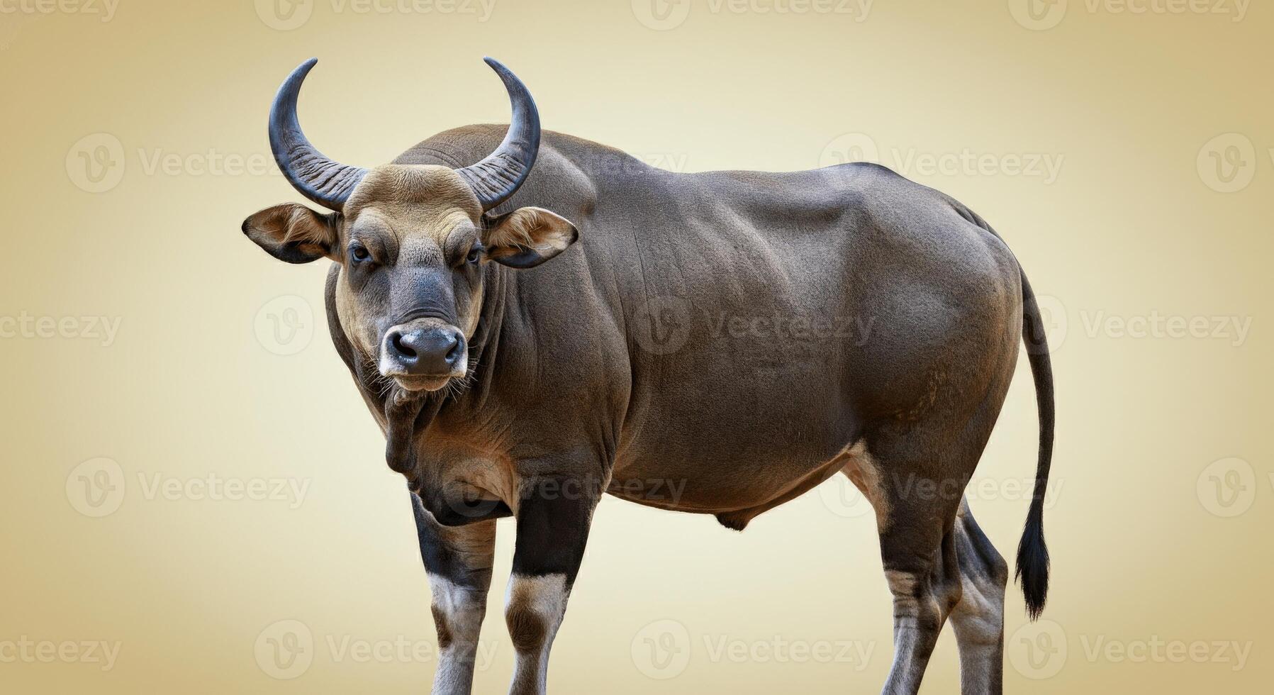 Majestic gaur against neutral background highlighting strength and grace photo