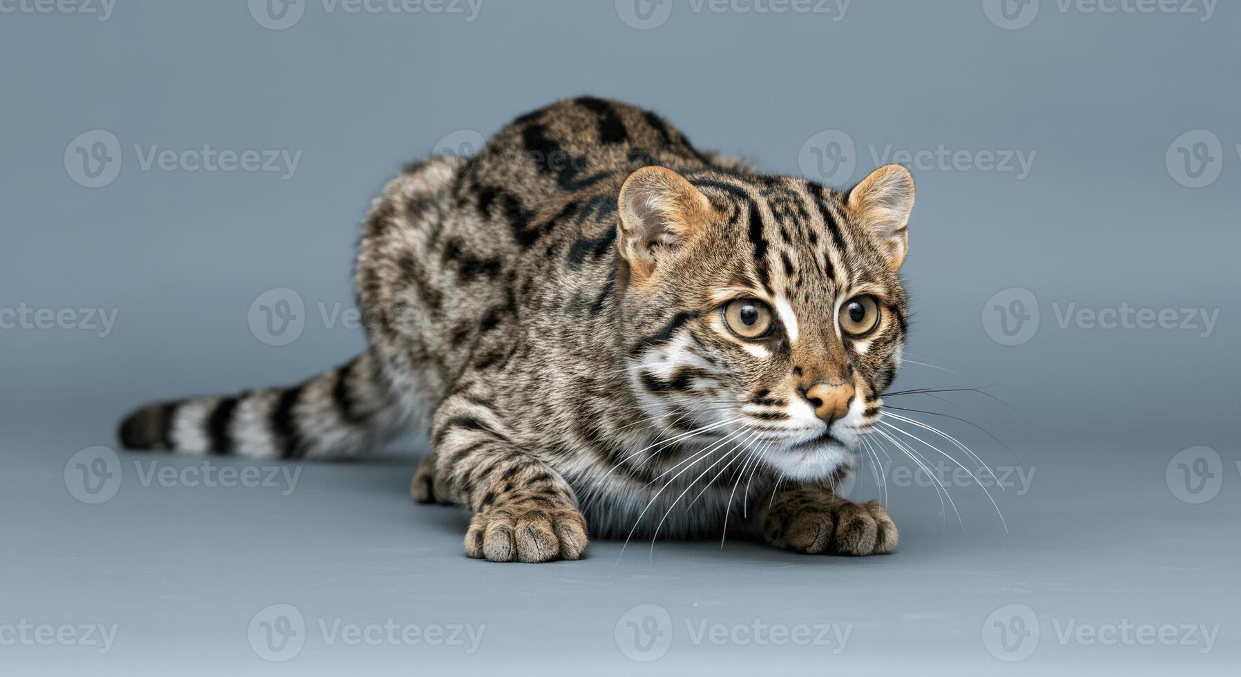 Close-up of an alert fishing cat in a natural stalking pose on gray background photo