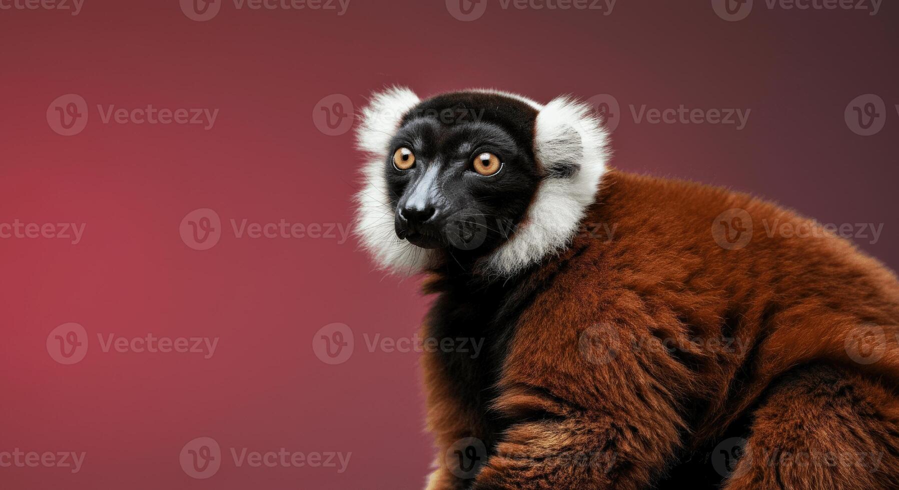 Red ruffed lemur on rich red background highlighting natural beauty and unique features photo