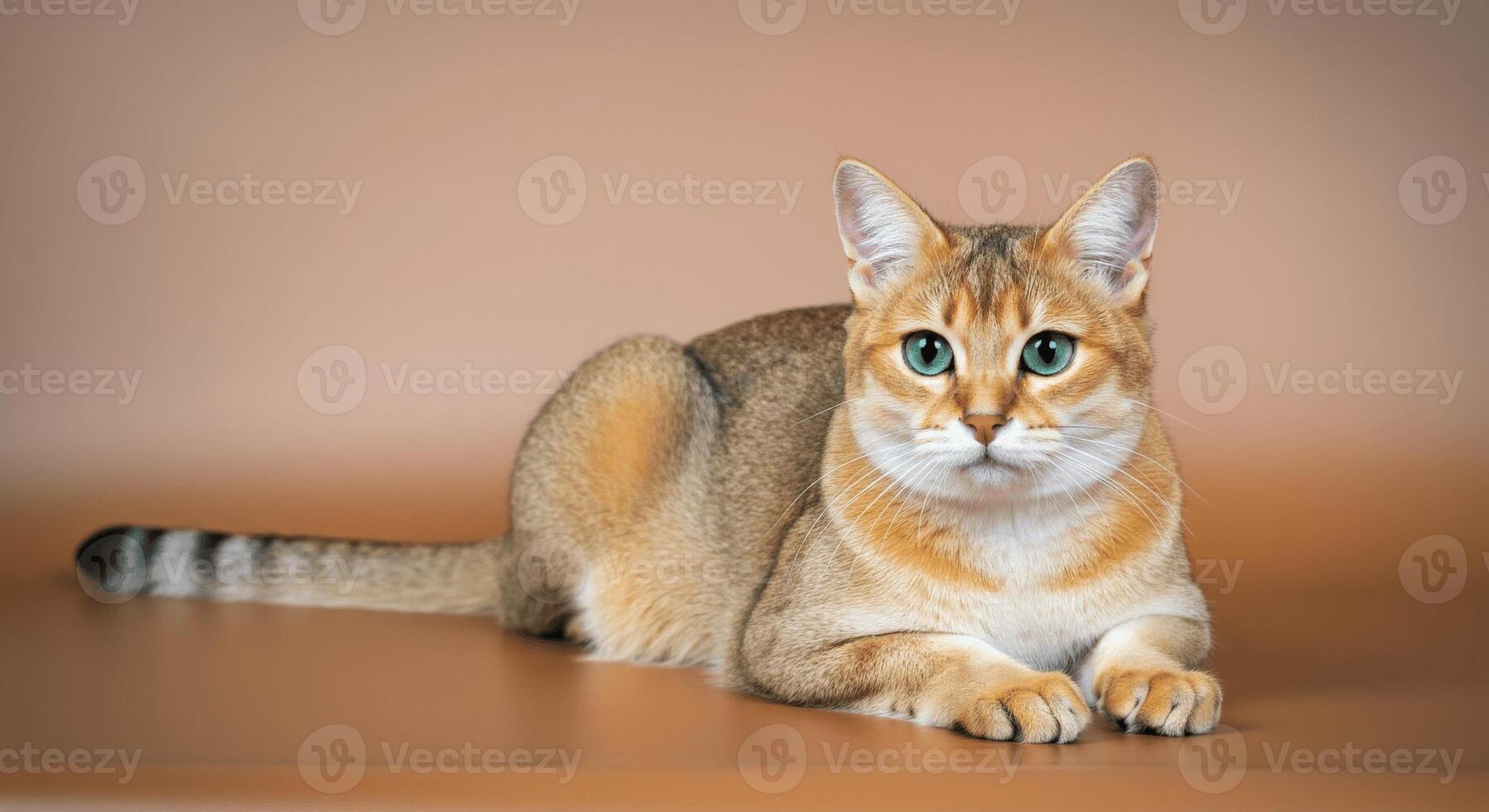 Elegant cat with green eyes on warm brown background relaxing photo