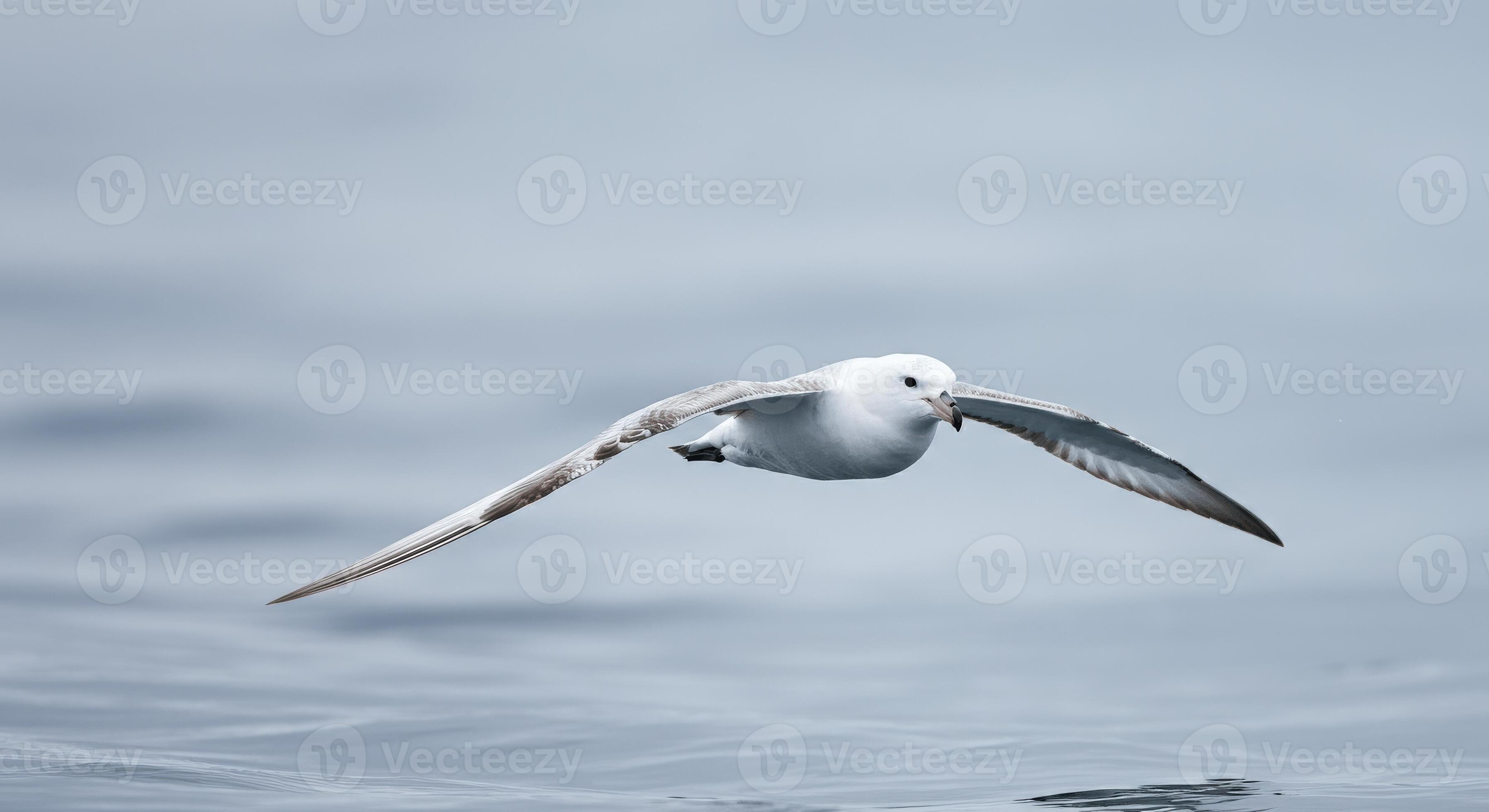 Graceful flight of seabird over tranquil ocean waters on a cloudy day ...