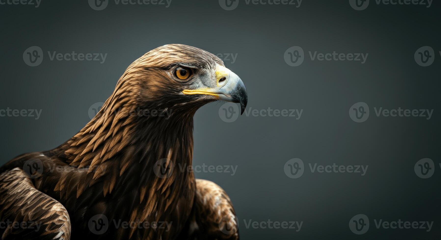 Majestic golden eagle portrait against dramatic grey backdrop photo