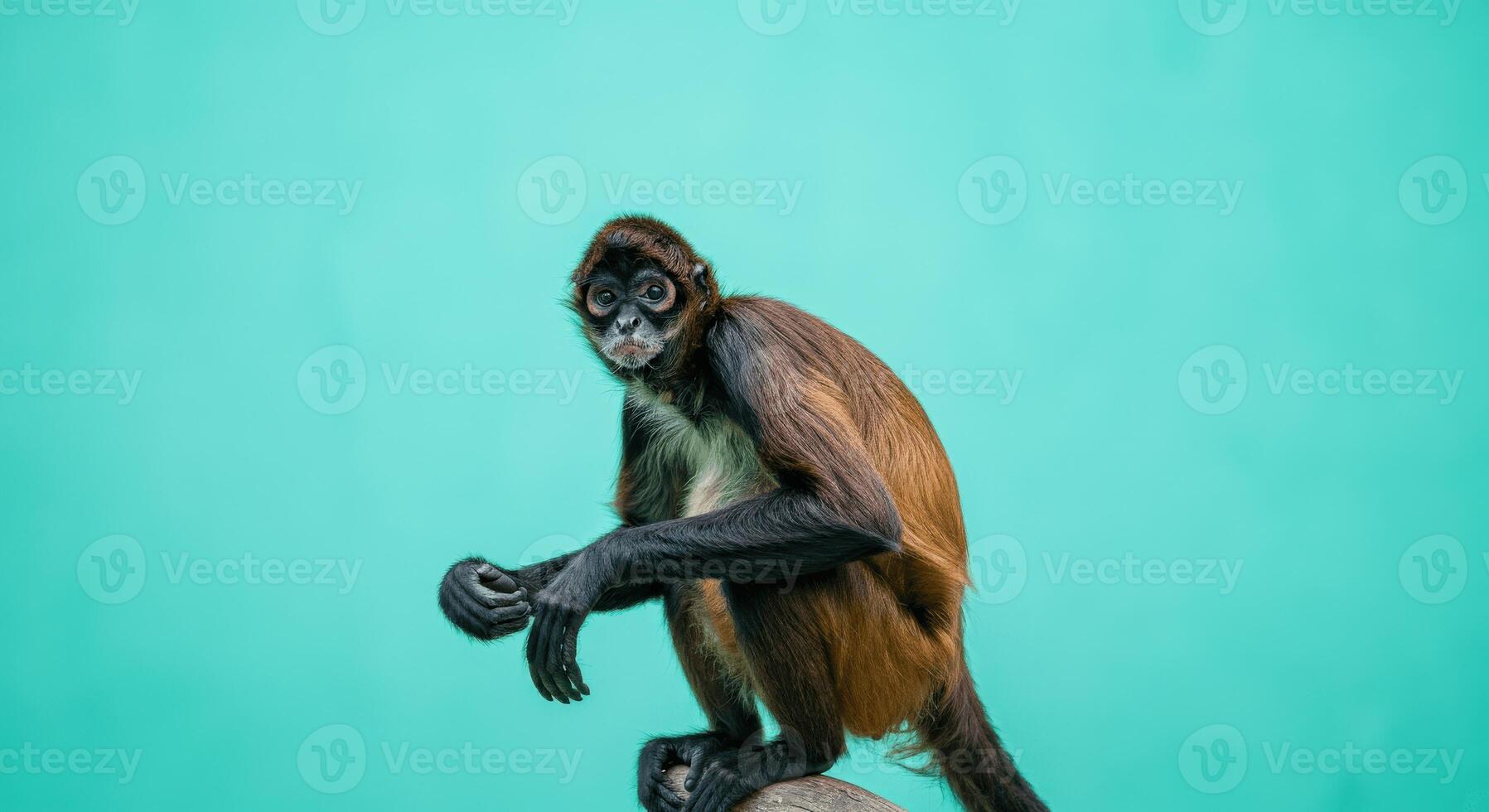 Curious spider monkey with lush fur in captivating pose on vibrant turquoise background photo