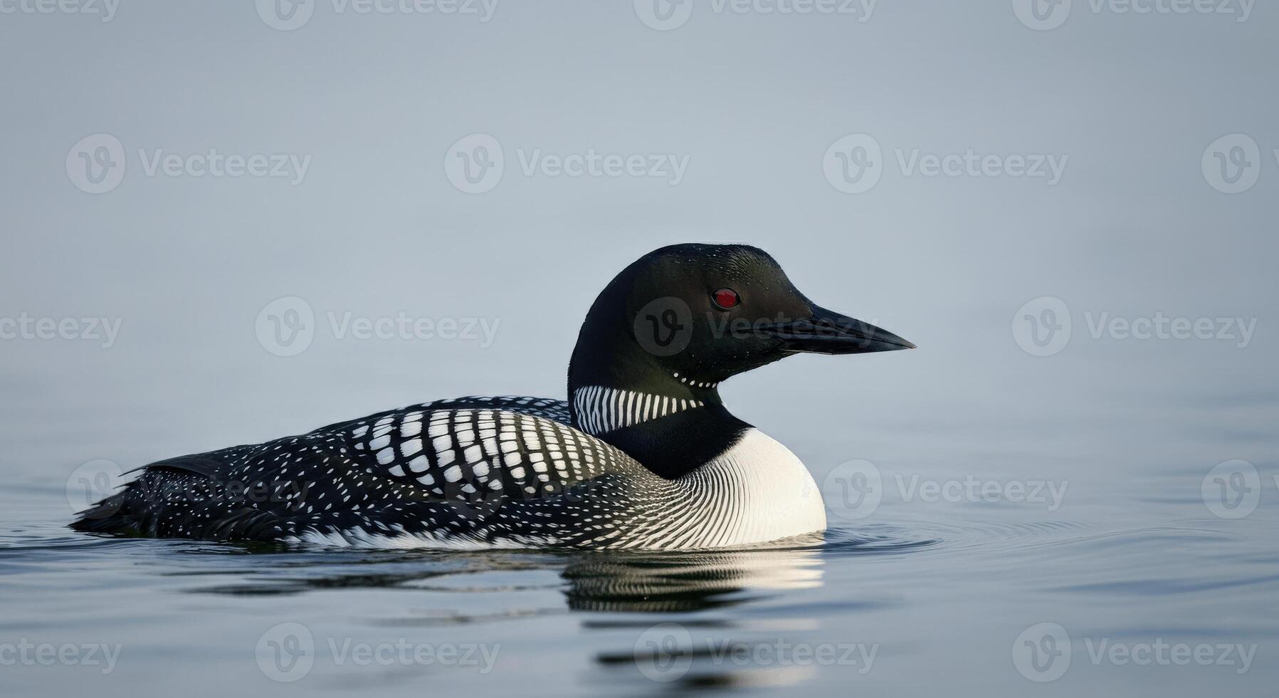 Tranquil loon gliding on serene lake at dusk photo