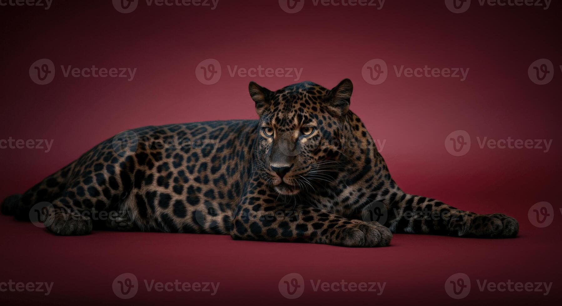 Majestic leopard resting on rich red background with intense gaze photo