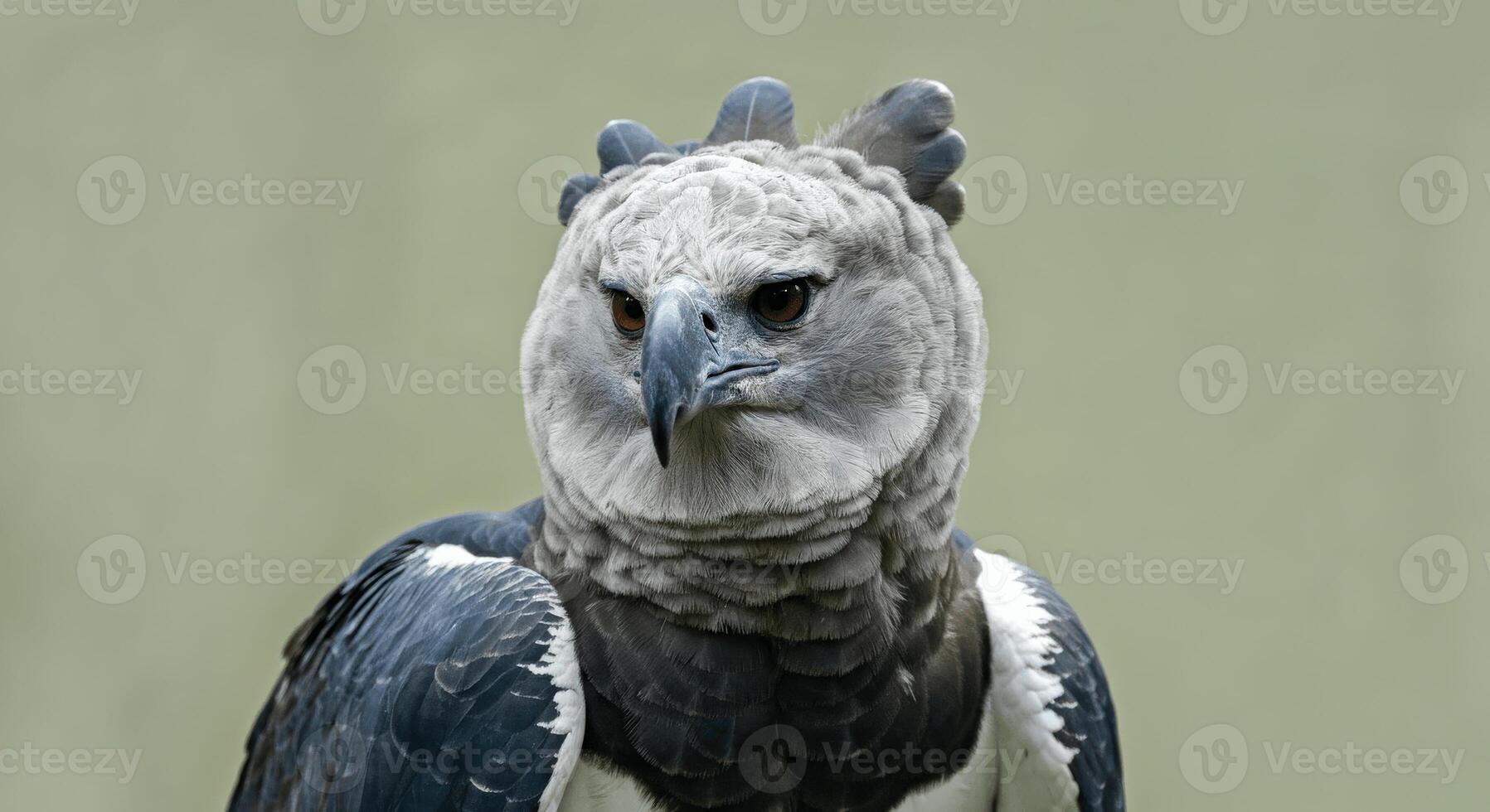 Majestic harpy eagle portrait highlighting powerful features in natural habitat photo