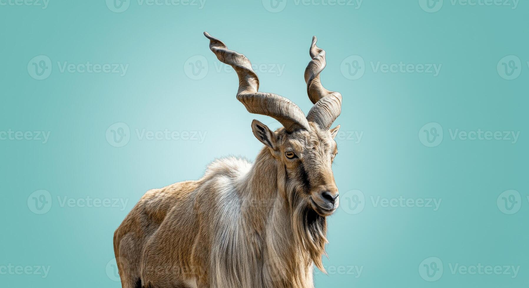 Majestic markhor with spiraled horns against aqua backdrop photo