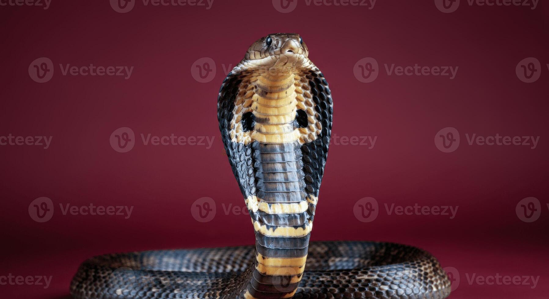 Majestic cobra on red background for wildlife and reptile enthusiasts photo