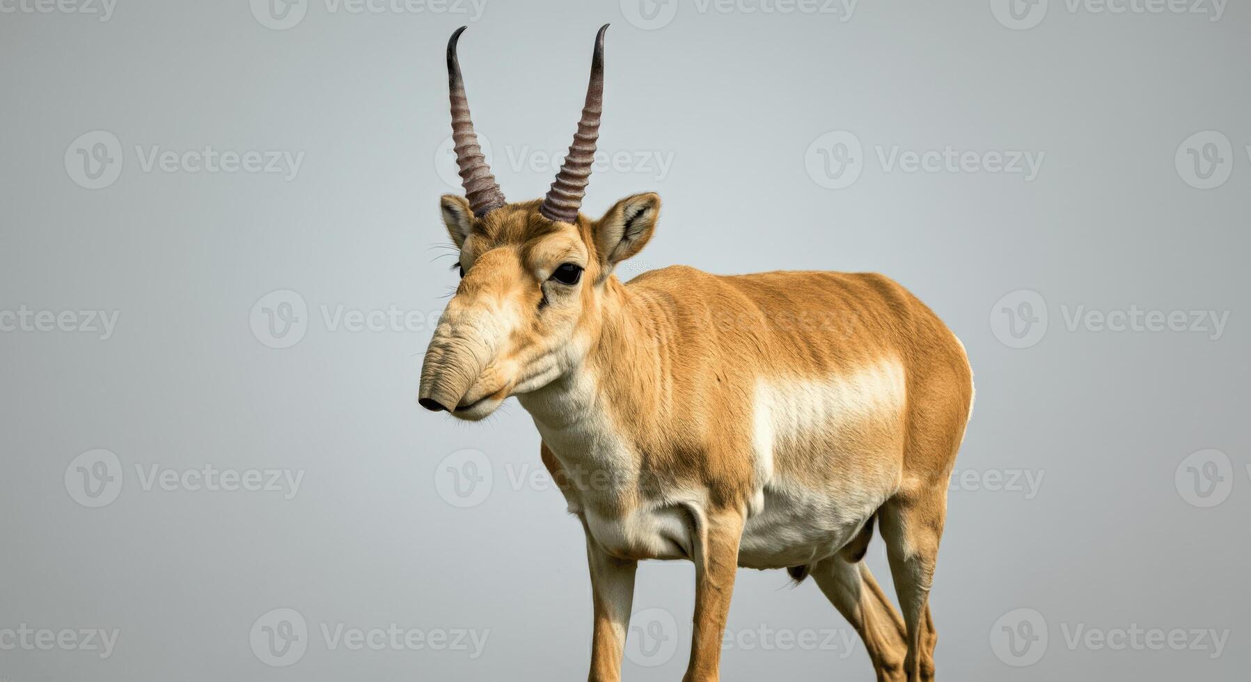 Majestic saiga antelope in profile on neutral background for wildlife conservation poster photo