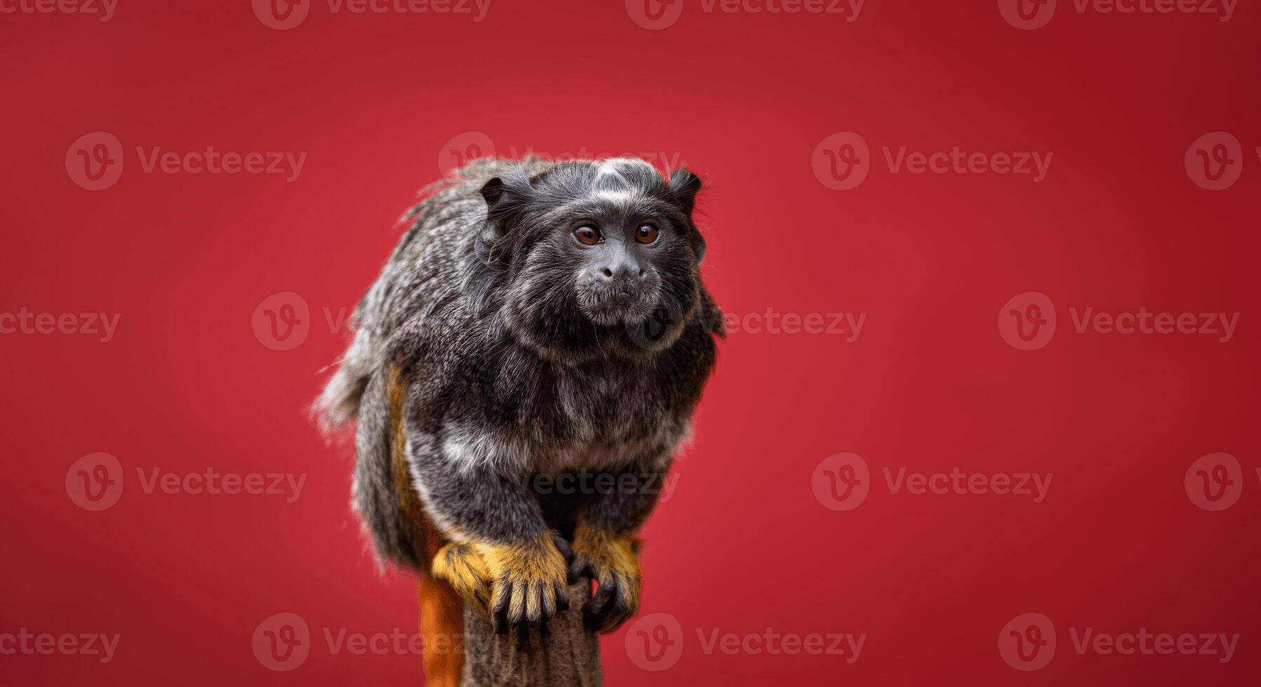 Portrait of a mature marmoset with striking red background photo