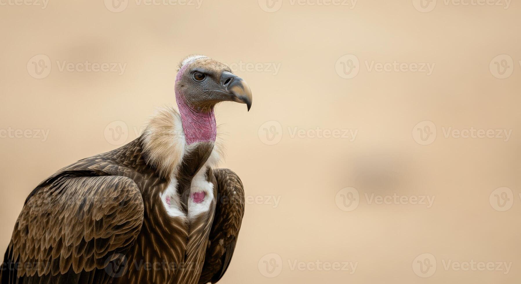 Vulture portrait in natural habitat showcasing majestic plummage and intense gaze photo