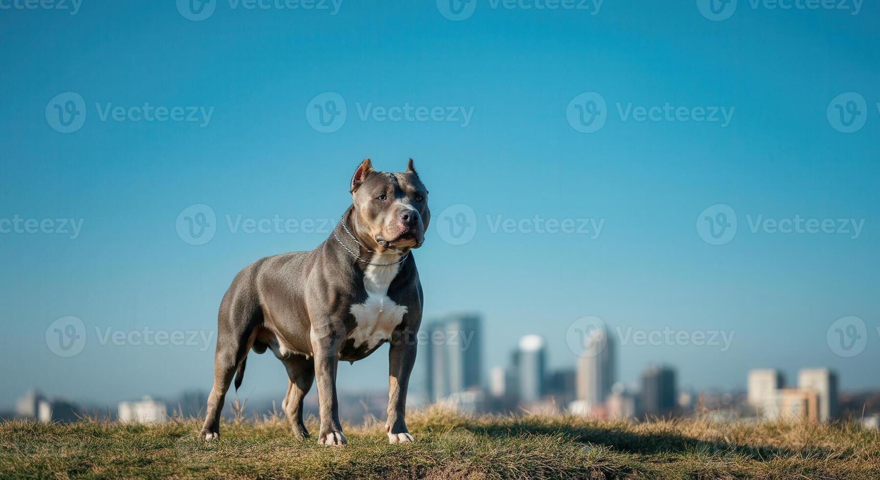 Majestic pitbull standing on grassy hill with city skyline in background photo
