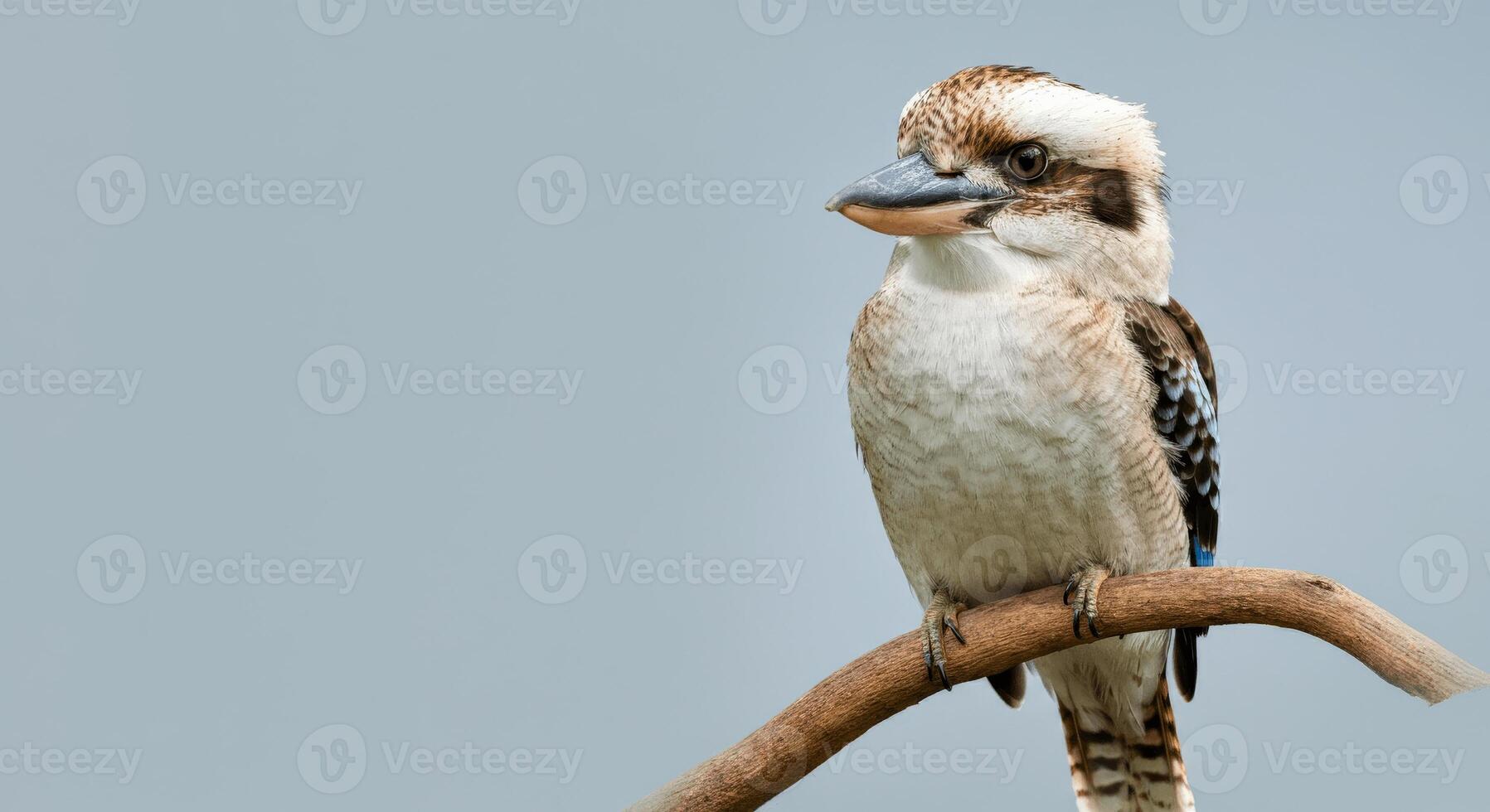 Majestic kookaburra perched on branch in natural habitat for wildlife appreciation photo