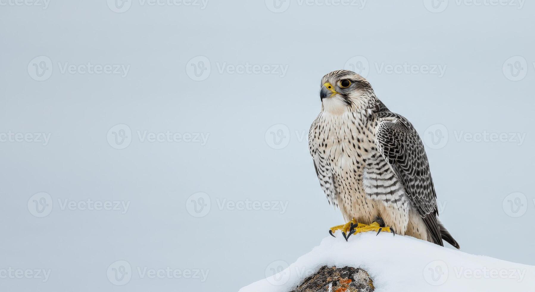 Majestic peregrine falcon posed on snow-covered rock in winter landscape photo