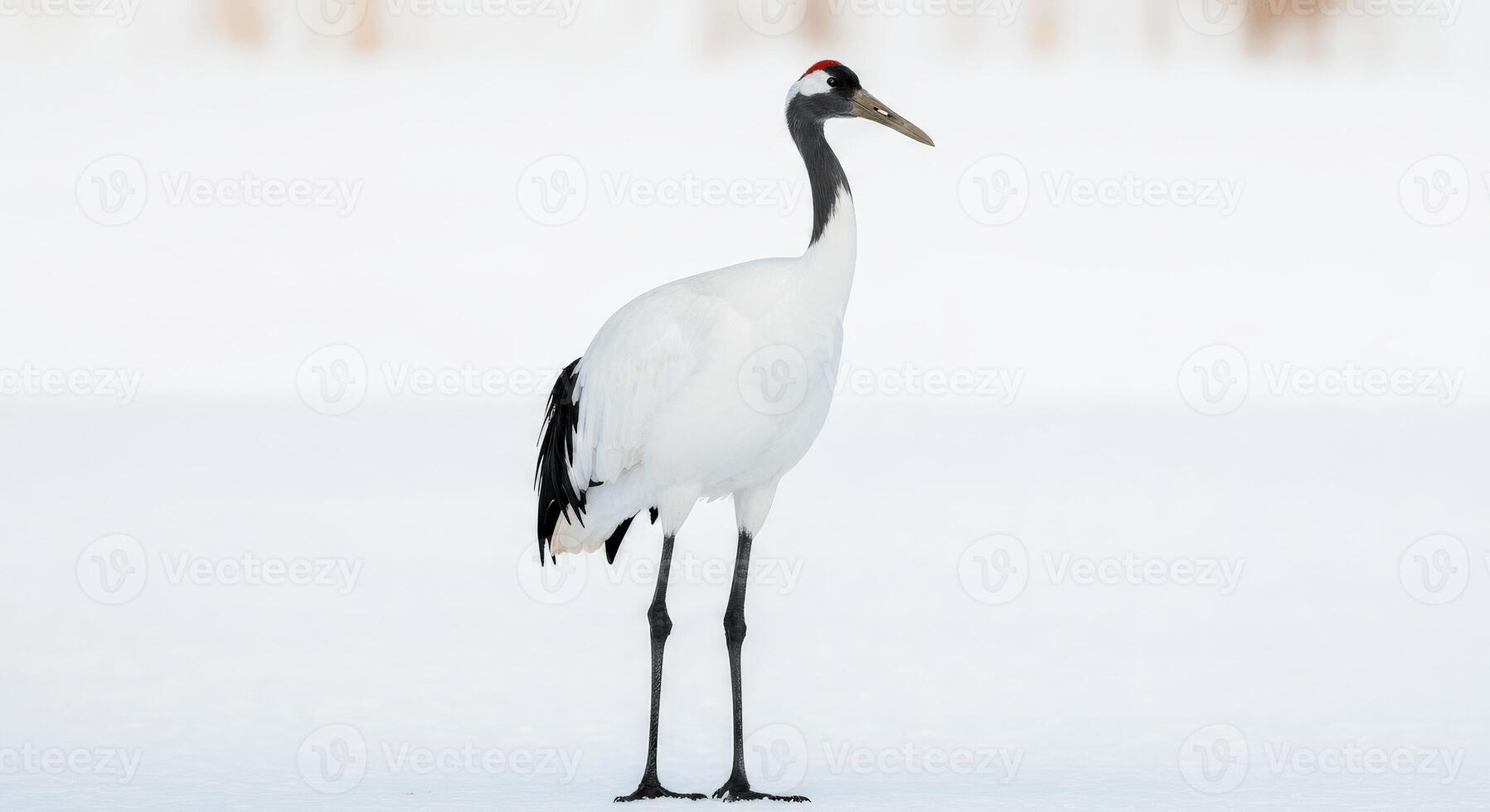 Graceful red-crowned crane standing in snowy landscape for wildlife and nature themes photo