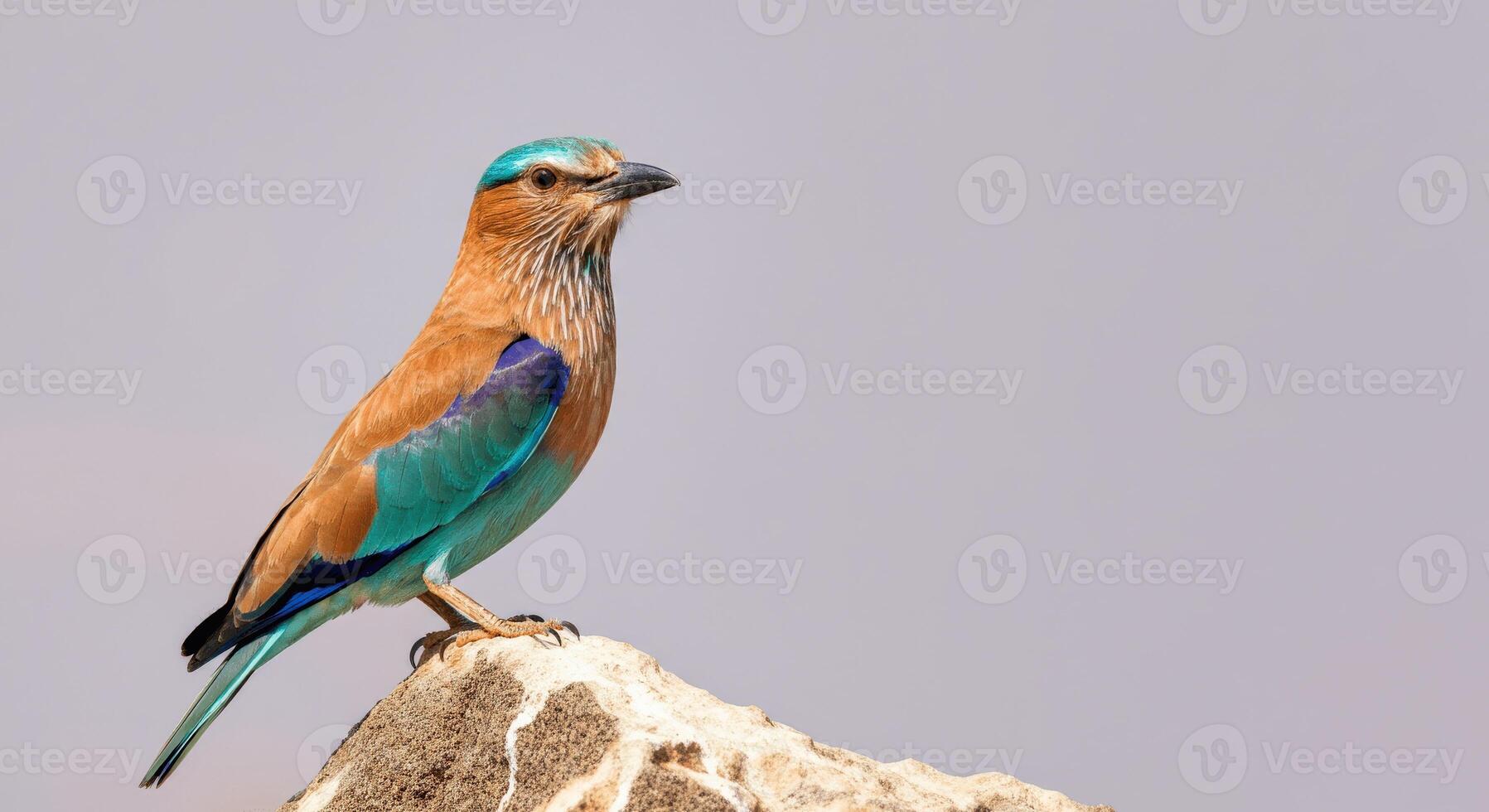 Indian roller bird perched on rock with vibrant plumage and blue sky background photo