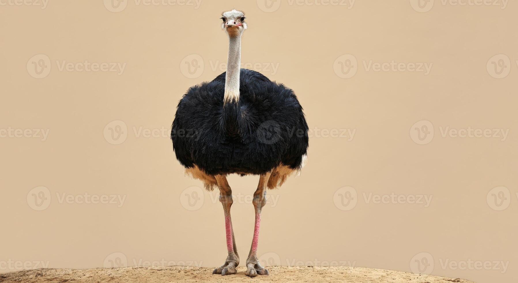 Majestic ostrich standing on sand with minimalist background for nature and wildlife designs photo