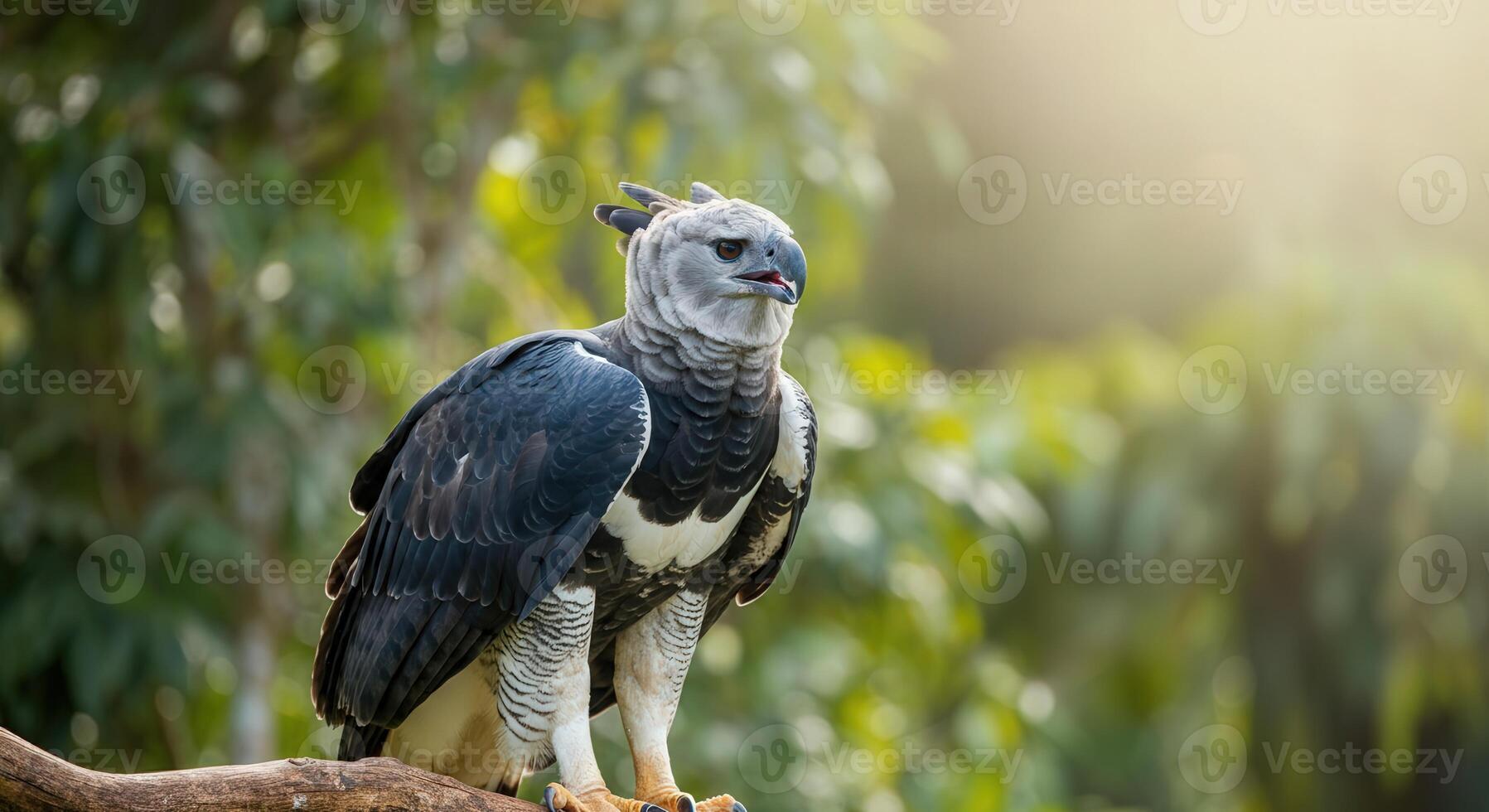 Majestic harpy eagle in sunlit jungle habitat during daylight photo