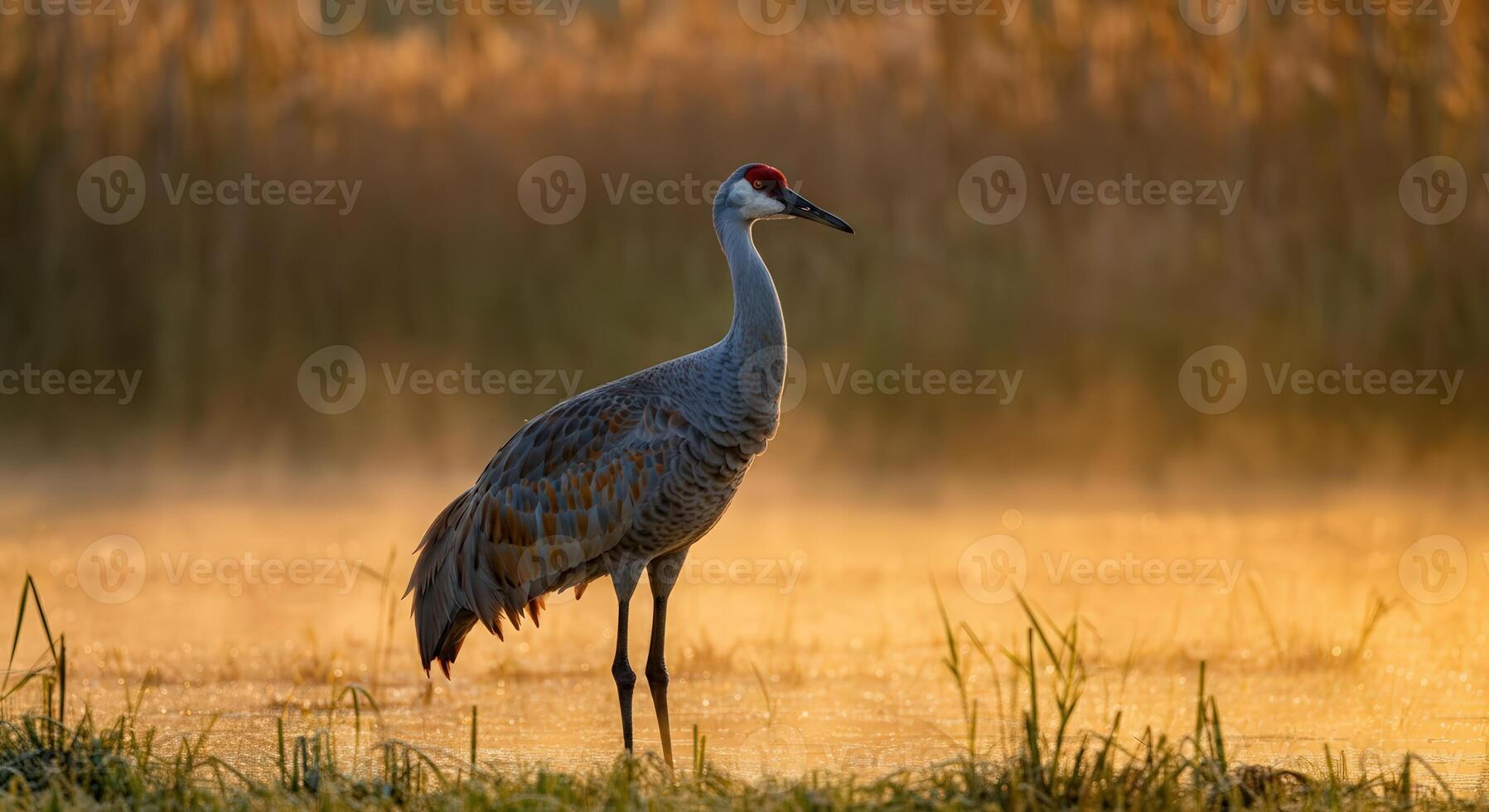 Graceful sandhill crane at sunrise in misty wetlands nature scene photo