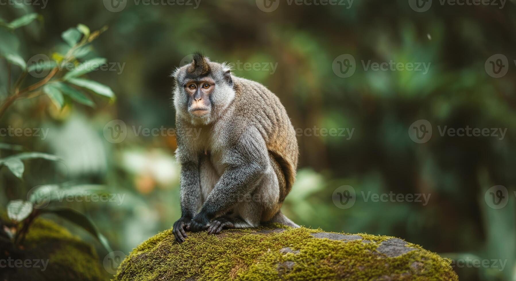 Agile grey monkey in lush jungle environment reflecting biodiversity photo
