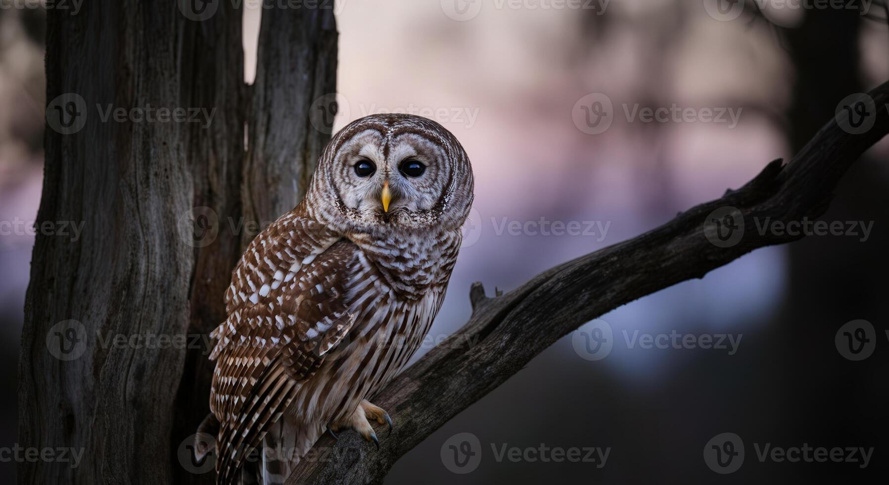Majestic barred owl perched on tree branch at twilight in tranquil forest setting photo