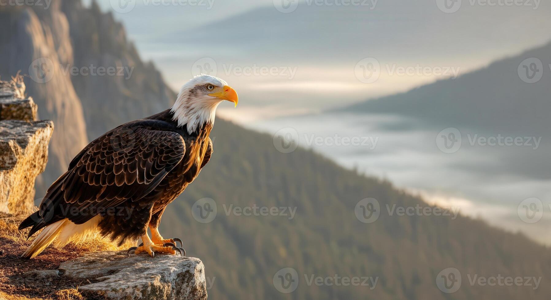 Majestic bald eagle perched on cliff at sunrise overlooking misty mountains photo