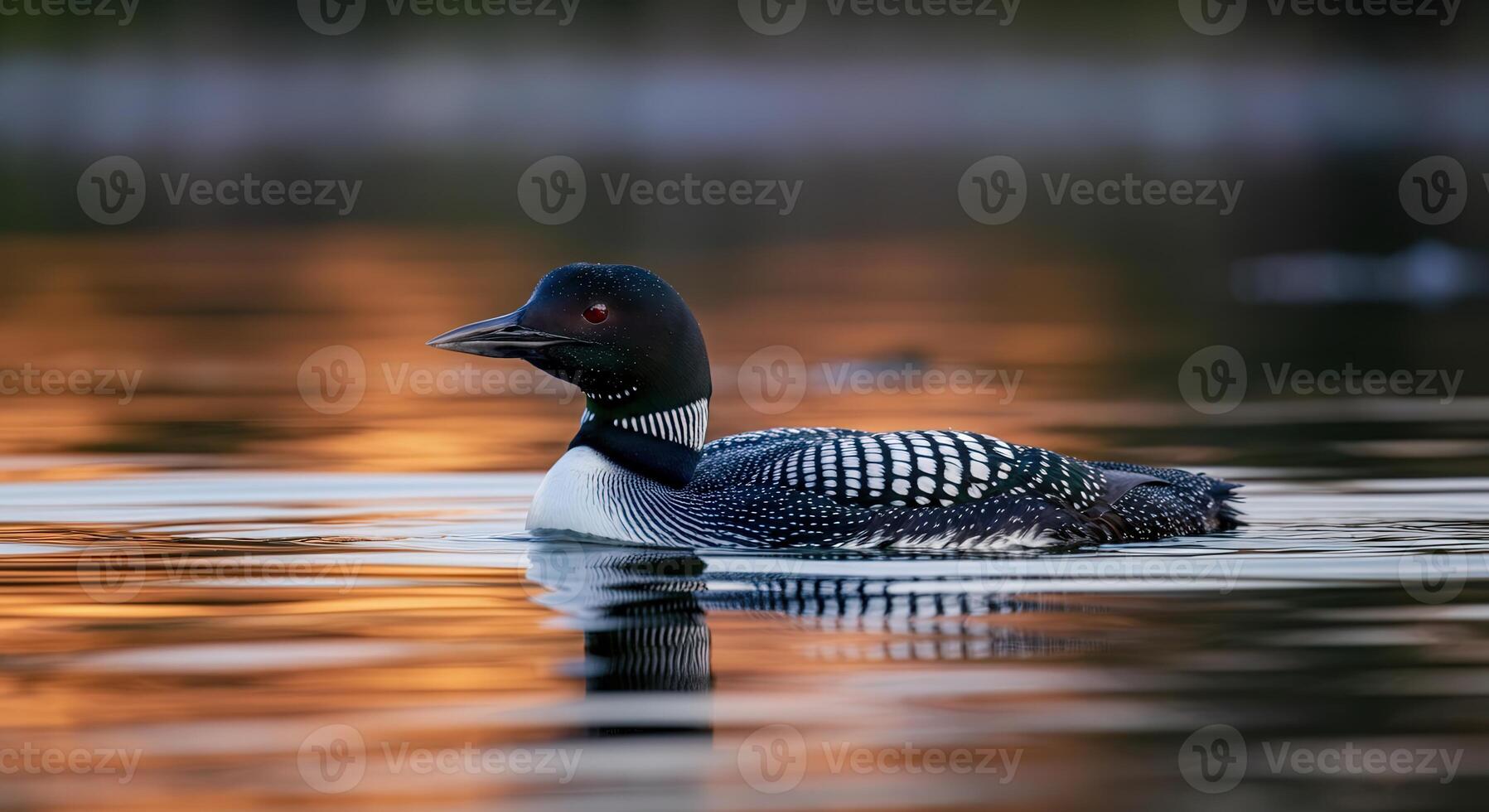 Majestic loon gliding on serene lake at sunset in tranquil wilderness setting photo