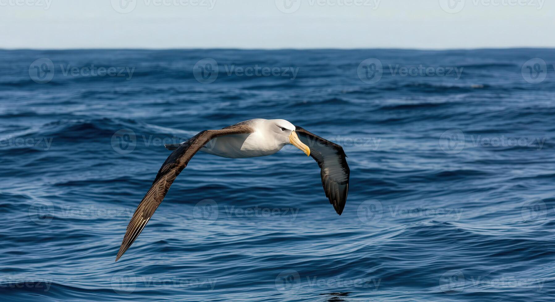 Majestic albatross in flight over the vast ocean waves photo