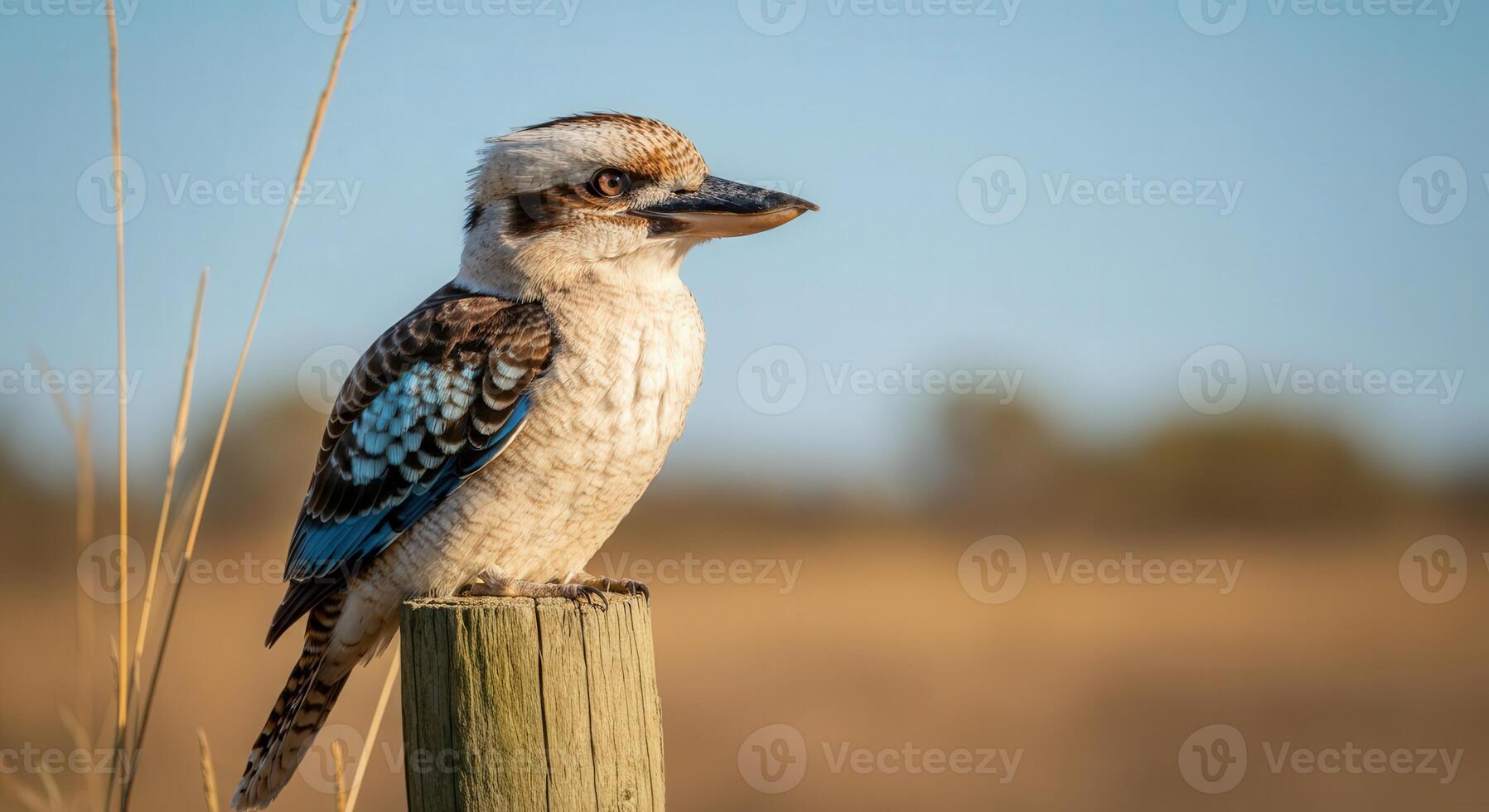 Kookaburra perched on post in serene australian landscape at sunset photo