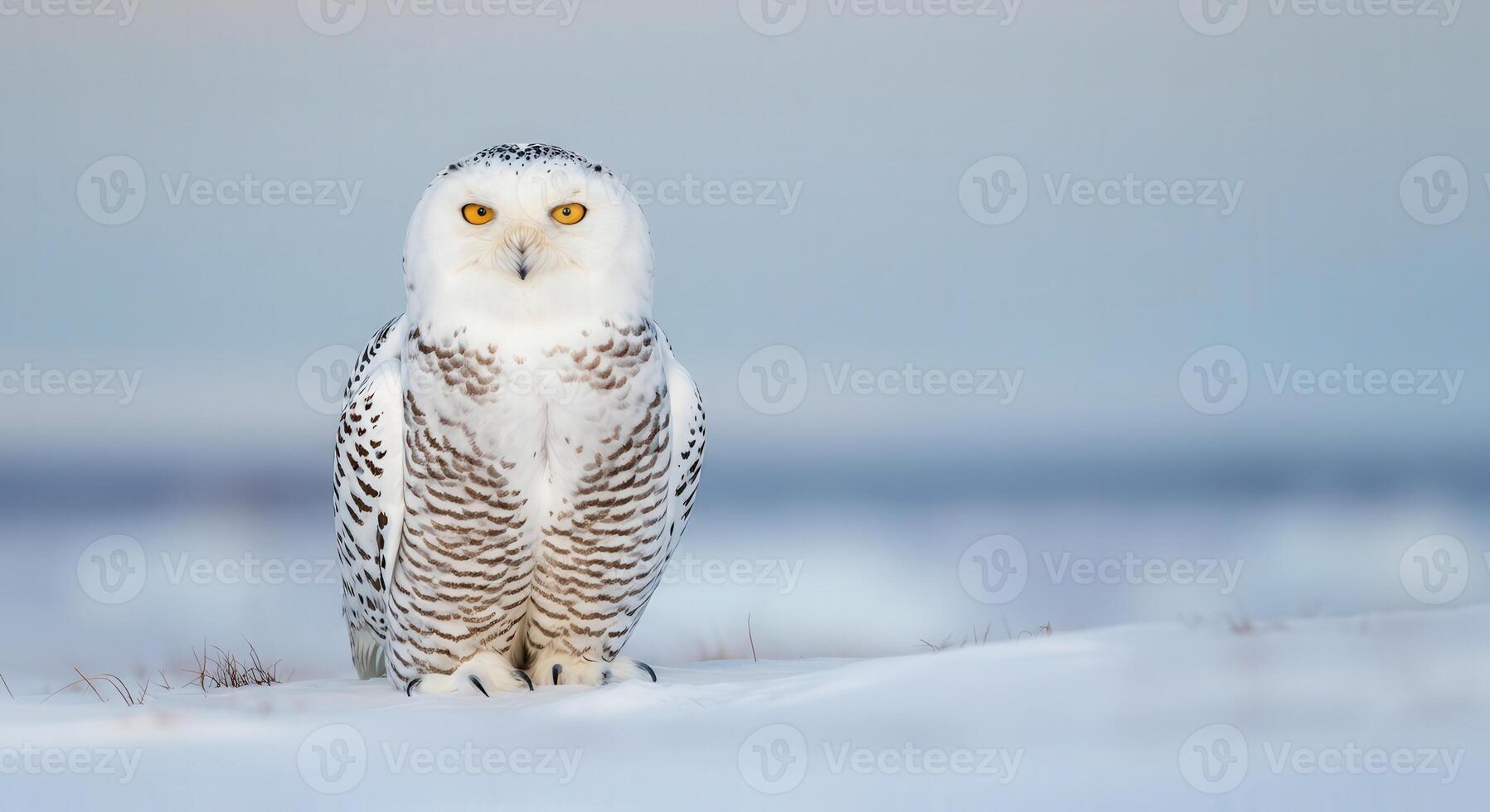 Majestic snowy owl in winter landscape highlighting captivating wildlife beauty photo