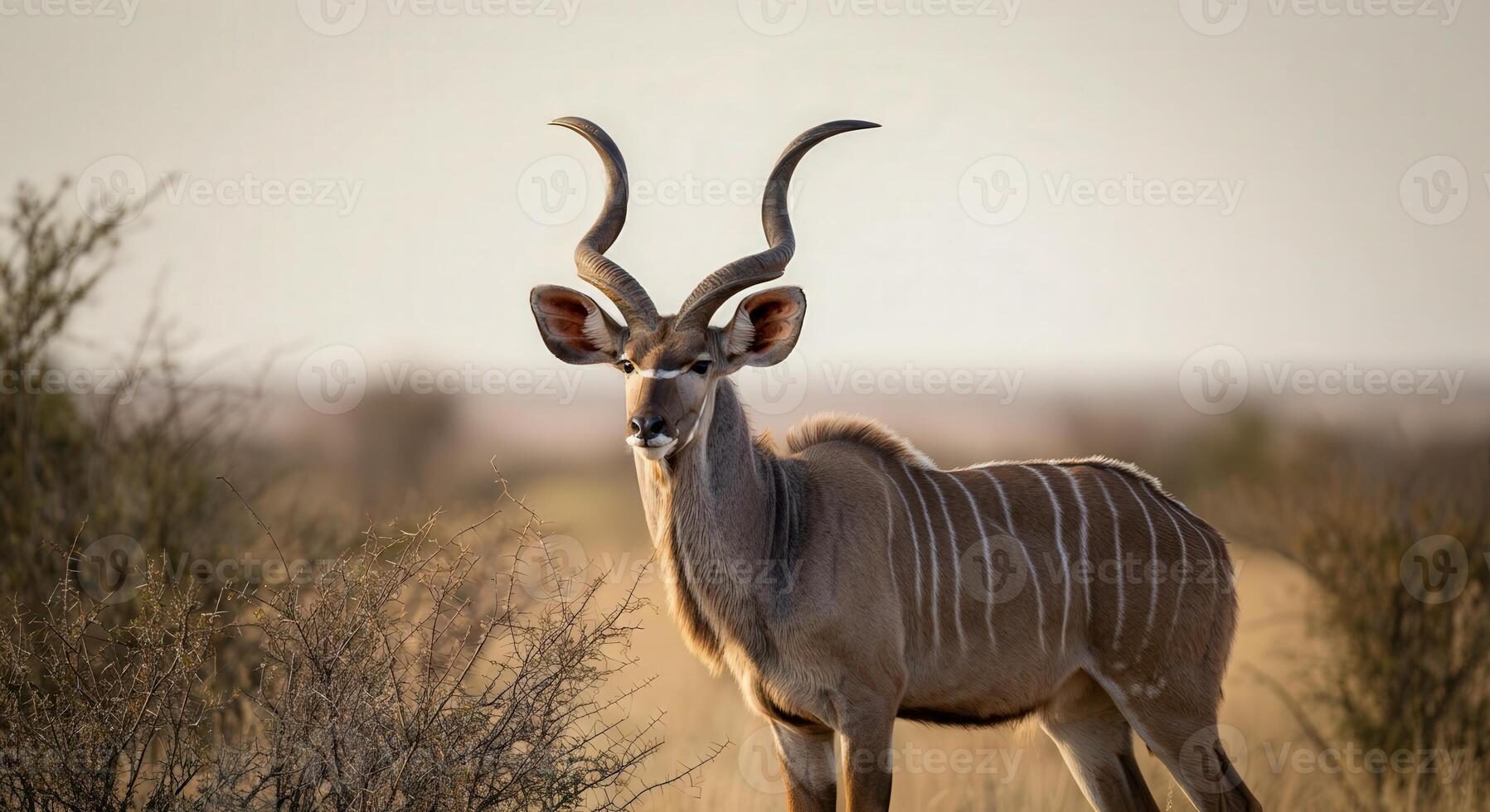 Majestic african kudu in natural habitat during golden hour photo