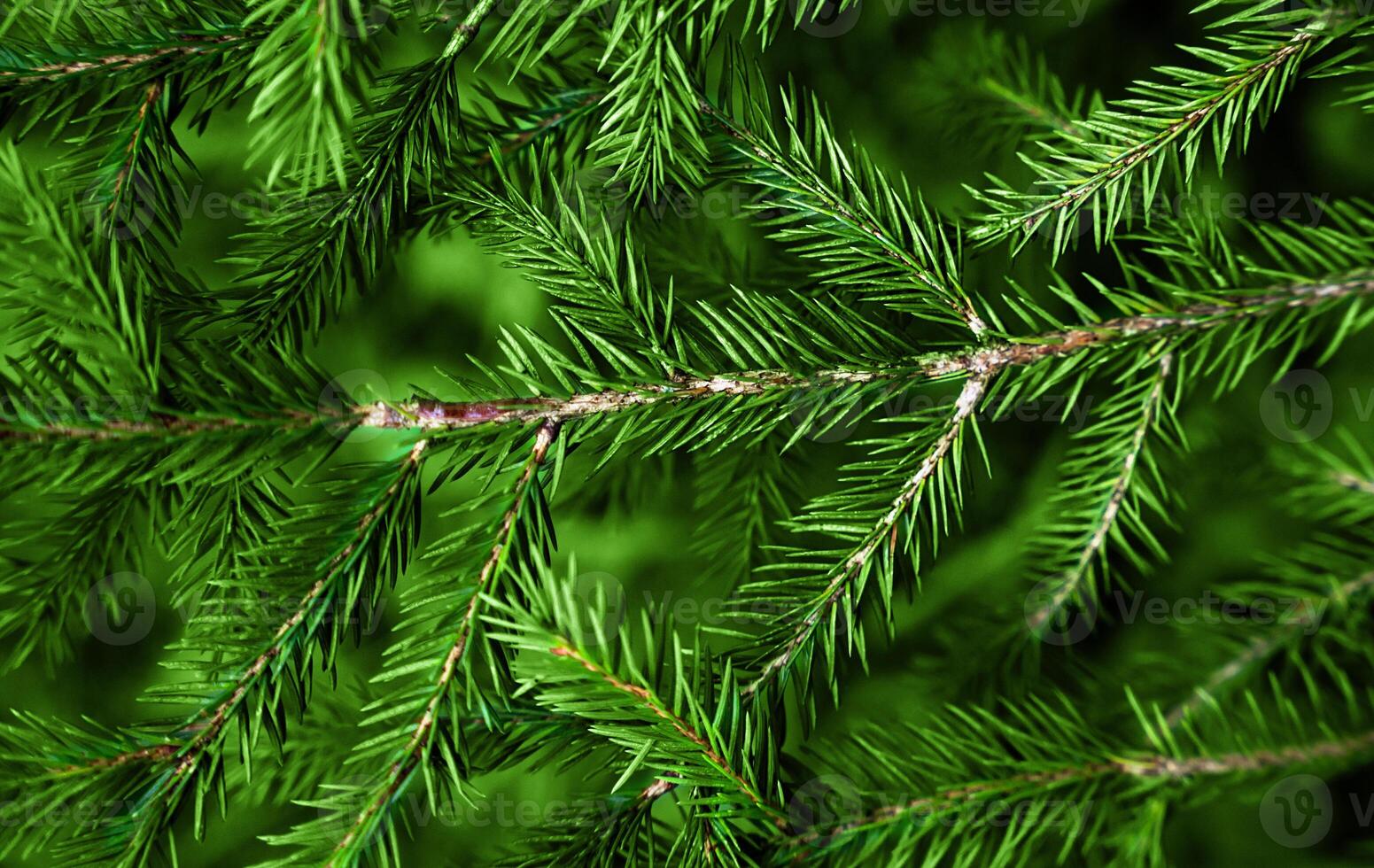 Christmas natural background of green spruce branches. Close-up. Selective focus. photo
