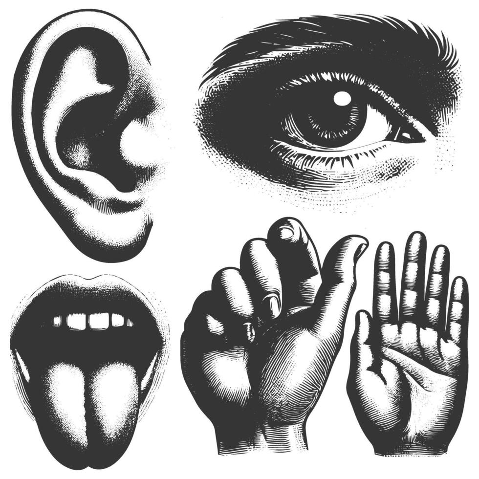 Hand sketch of human five sensor, hand, ear, tongue and eye vector