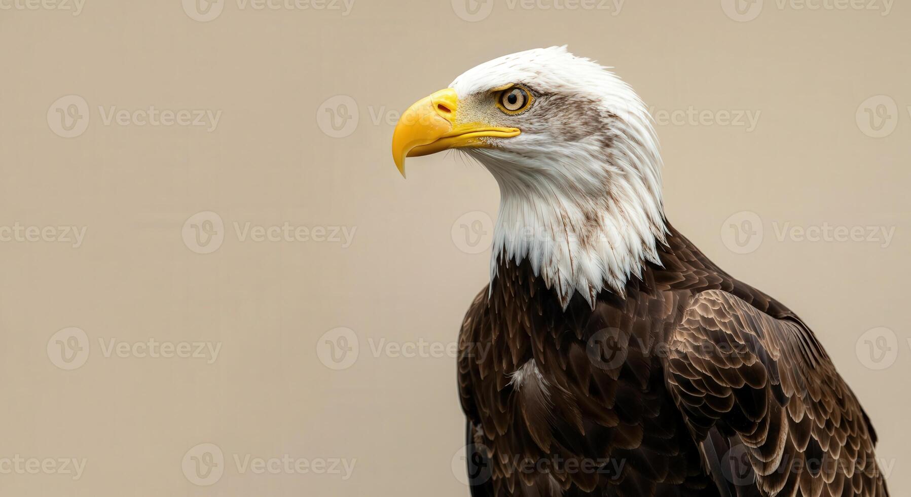 Majestic bald eagle portrait with neutral background photo