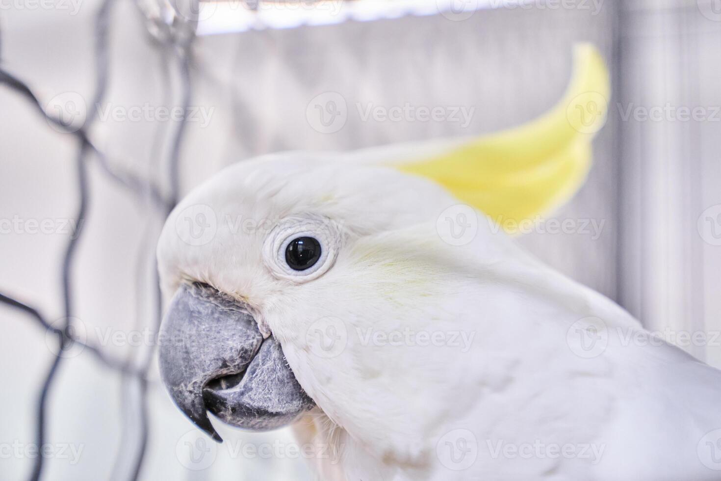 Close-up of a beautiful white cockatoo, grey crested cockatoo. The white parrot is a bird of the wild that can talk to the space for copying photo